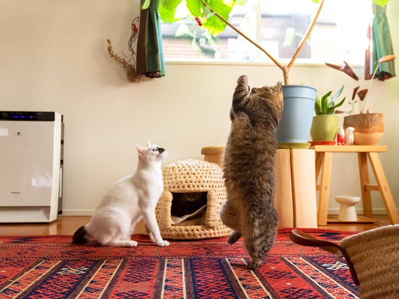 背筋ピーン！ 猫背はいったいどこに行った？