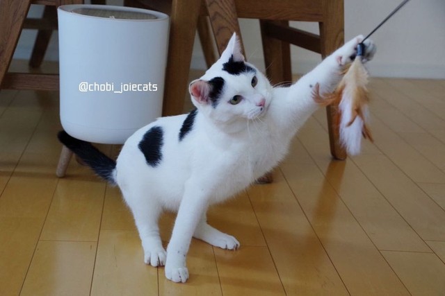 よっこらしょ！