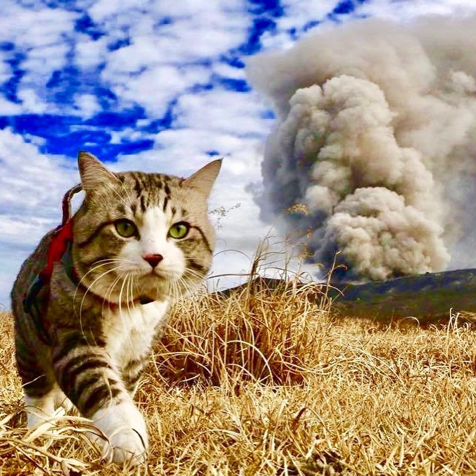 倉庫で生まれて保護されたニャン吉くん 外出好きが高じてニャンと47都