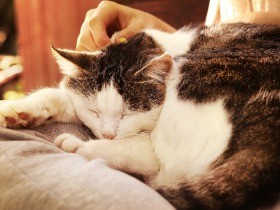 高齢猫（老猫）との生活　老猫ホームや老人ホームという選択肢も