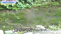 カエルのすぐ近くをヤマカガシが通るが、お互いに気づかない／どんぐりいろは／小さな自然図書館さん（@donguriiroha）提供