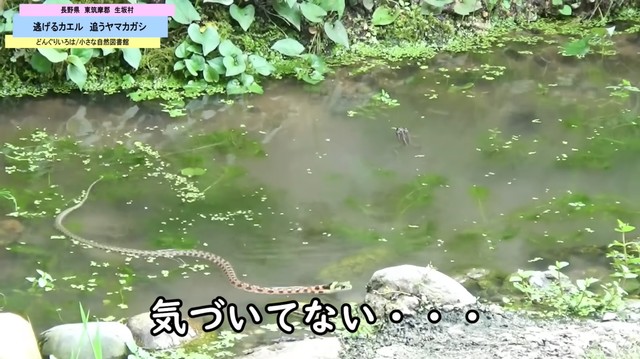 カエルのすぐ近くをヤマカガシが通るが、お互いに気づかない／どんぐりいろは／小さな自然図書館さん（@donguriiroha）提供