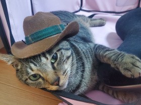 ３歳になった愛猫ぐっと頼れる存在に　姉弟猫たちもすくすく成長