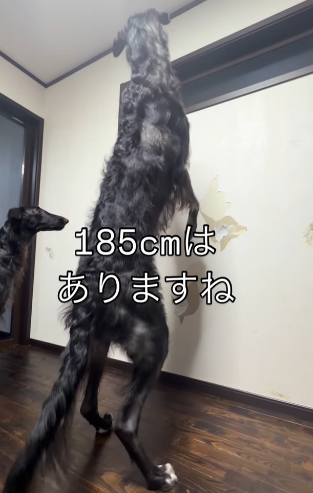 「185センチ！」というボルゾイのウィルくん（「BORZOI WILL &ROBIN」さん提供、Instagramよりキャプチャ撮影）