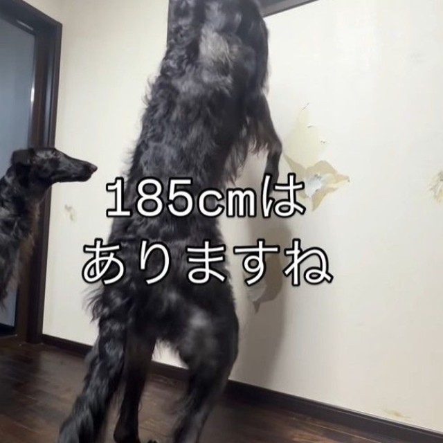 「185センチ！」というボルゾイのウィルくん（「BORZOI WILL &ROBIN」さん提供、Instagramよりキャプチャ撮影）