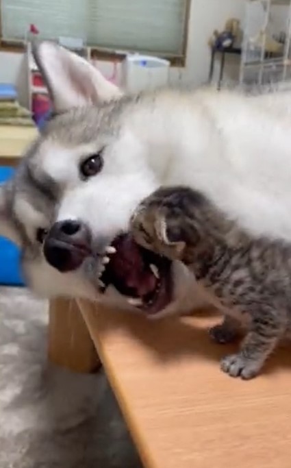 食べたらあかんよ