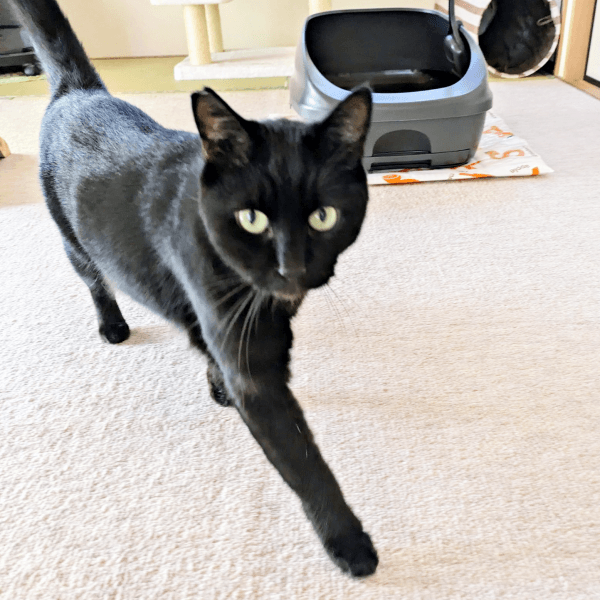 ゴールドの瞳が素敵なみいたろうくん（画像提供：くろねこ みいたろうさん）