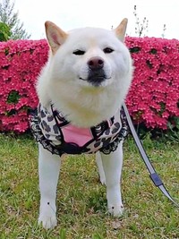 おしゃれをして散歩を楽しむはるちゃん（画像提供：白柴犬はるさん）