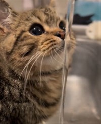 水道の蛇口から流れる水に興味津々の子猫のチョパえもんくん（飼い主さん提供、Twitterよりキャプチャ撮影）