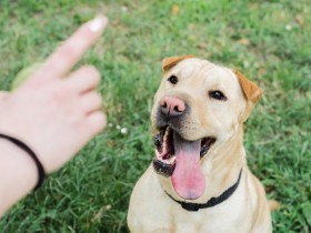 犬のしつけ方は？トイレトレーニングは？　基本やポイントを解説