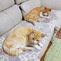 ソファの上で寝そべる（手前から）フータくん、ナオくん（画像提供：ナオとフータさん）