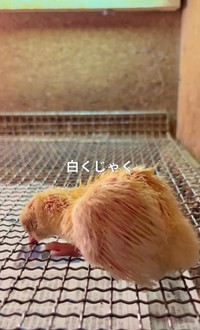 白孔雀のひな／長崎県川棚町公式アカウント（@kawatana_official）提供