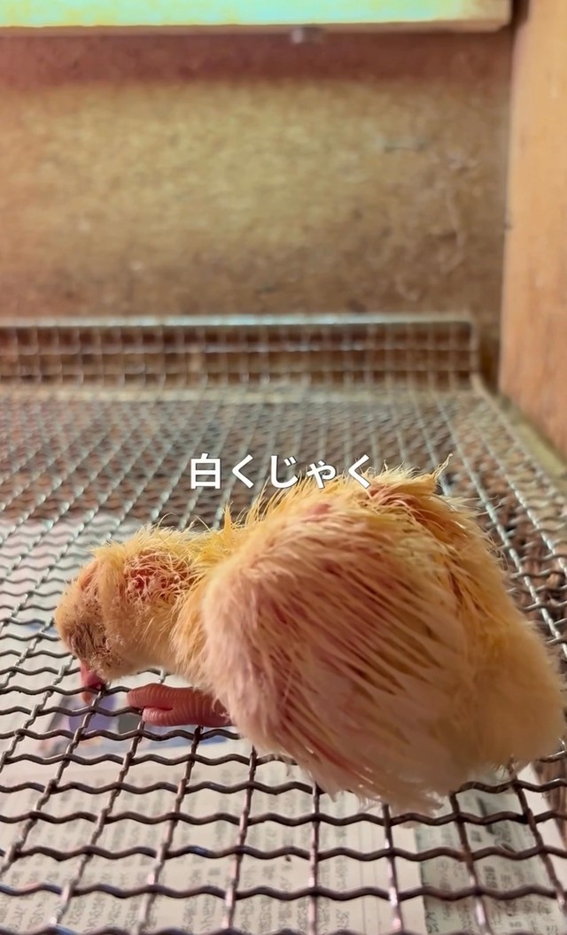 白孔雀のひな／長崎県川棚町公式アカウント（@kawatana_official）提供