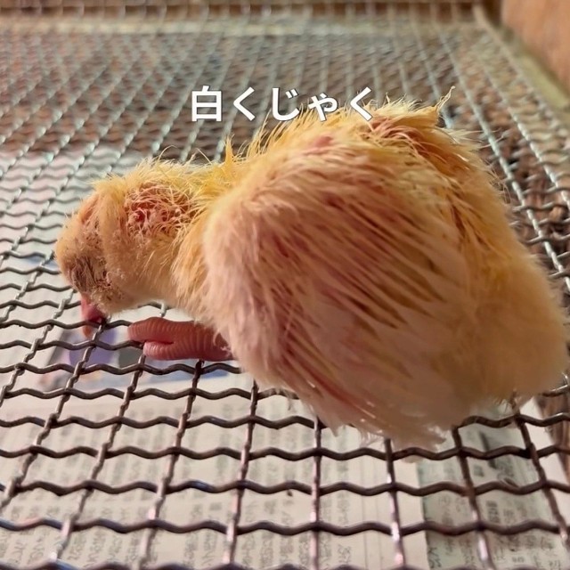 白孔雀のひな／長崎県川棚町公式アカウント（@kawatana_official）提供