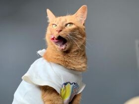 ハンモックから窓の外を眺めるのが好きなパリニャンヌ　茶トラ「べべら」