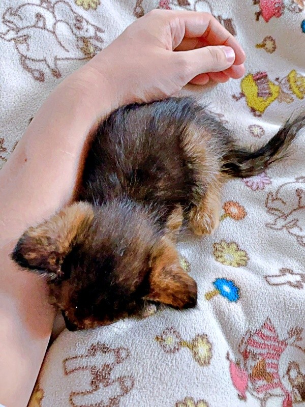 保護当時、飼い主さんの腕に寄り添って眠るまるちゃん（画像提供：しろくまですよ。さん）