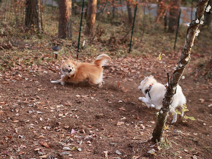 走ってもバトルしても大吉には勝てない
