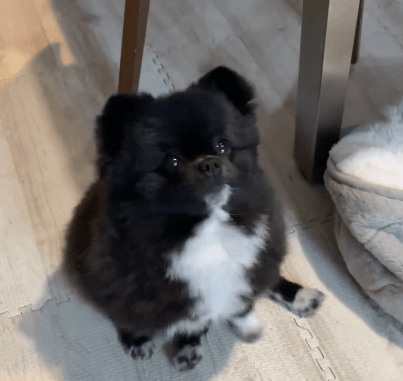 おやつを前に不思議な動きを見せるくつちゃん（提供：信楽焼たぬきのくつした｜漫画も連載中さん）