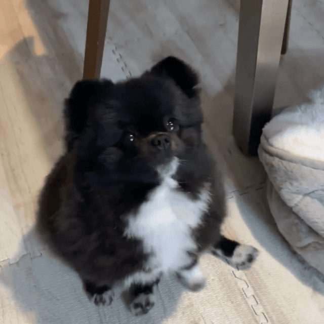 おやつを前に不思議な動きを見せるくつちゃん（提供：信楽焼たぬきのくつした｜漫画も連載中さん）