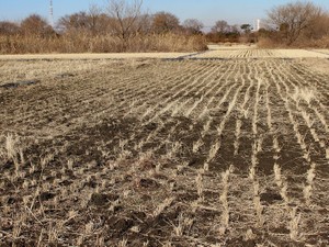 相続した田んぼを処分したい  対処方法を不動産鑑定士が解説