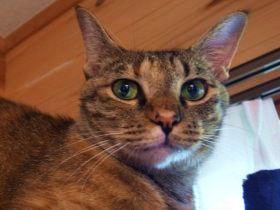 「最愛のパートナー」猫との出会いで、ペットロスを乗り越えた