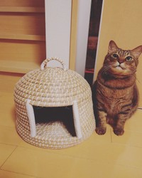 ちぐらの横でポーズと取るとら吉くん＝smooch.0518xoxoさん提供
