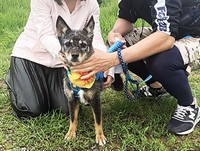 ポルテは獣医師の方に迎え入れられることになりました