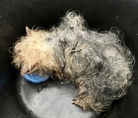 保護当初の陽ちゃん