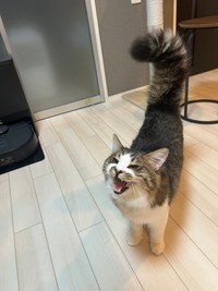 ぼわぼわの可愛い尻尾で何かを訴えるほたてくん（提供：ほたてくんさん）