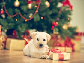 クリスマスに犬や猫を買って家族を喜ばせたい、これってダメ？　一緒に考えてみよう