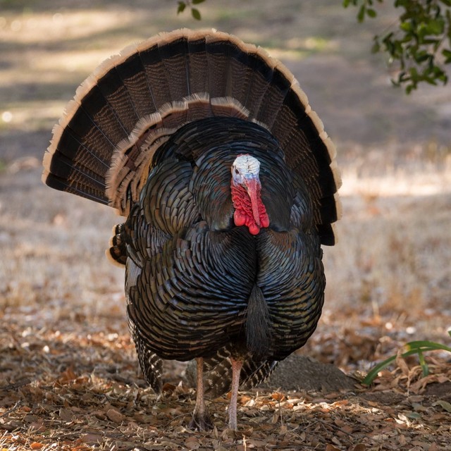 クリスマス用七面鳥、イギリスで鳥インフルワクチンを接種へ