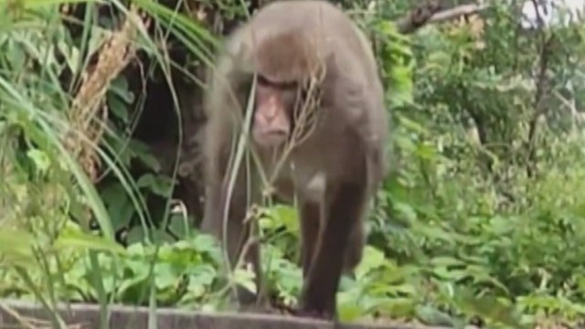 なぜ？高松市のサル被害　標的が猫から人に…専門家「最初より人間を恐れなくなっている可能性」　今後の注意点は