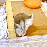 なかなか穴に入れず、格闘するはむきちくん（画像提供：まんまるハム日和さん）