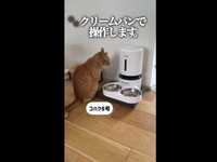 自動給餌器の前にやってきたコハク8号くん（画像提供：コハク8号のお店屋さん）
