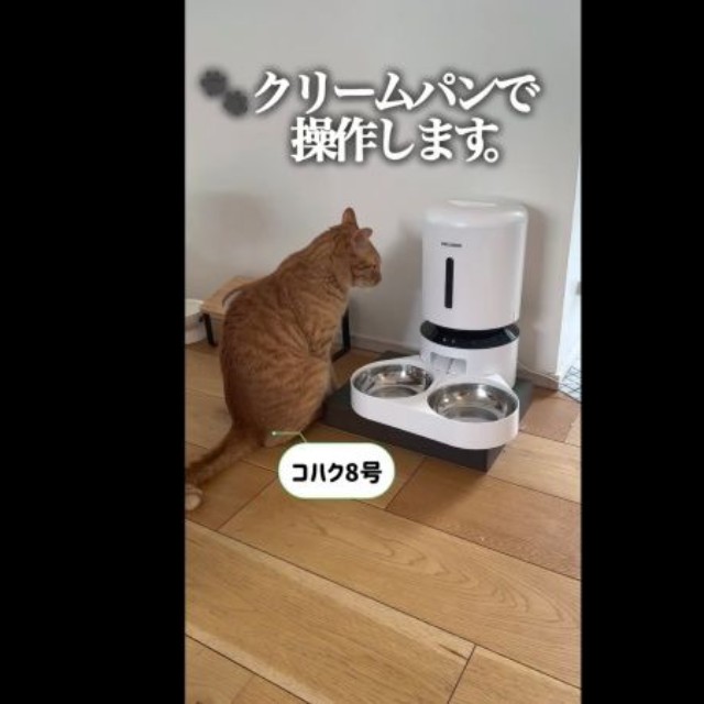 自動給餌器の前にやってきたコハク8号くん（画像提供：コハク8号のお店屋さん）