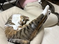 NIKE！（飼い主さん提供）