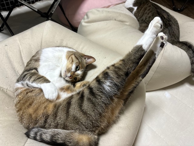 NIKE！（飼い主さん提供）