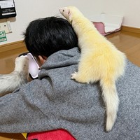 フェレットのめーさん。運動神経抜群、どこでも登るお転婆ガールです（画像提供：うたちゅん 夫婦共同どうぶつ垢さん）
