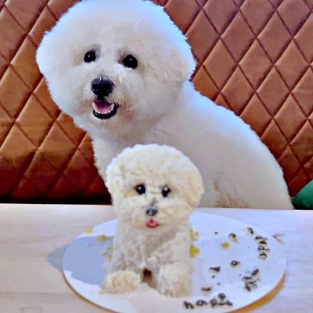パポくんにそっくり！ 立体的な誕生日ケーキ（画像提供：形が定まらない犬さん）