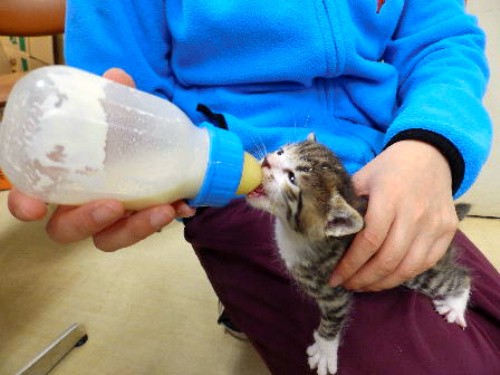 保護した子猫、授乳で助けて！　千葉でも「ミルクボランティア」