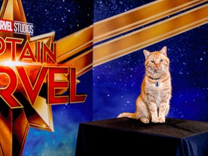 一躍スターになった米映画の猫、その素顔は