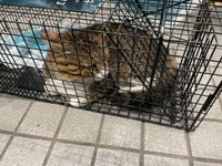 捕獲器に入った時のドラえもんくん。少し困惑しています