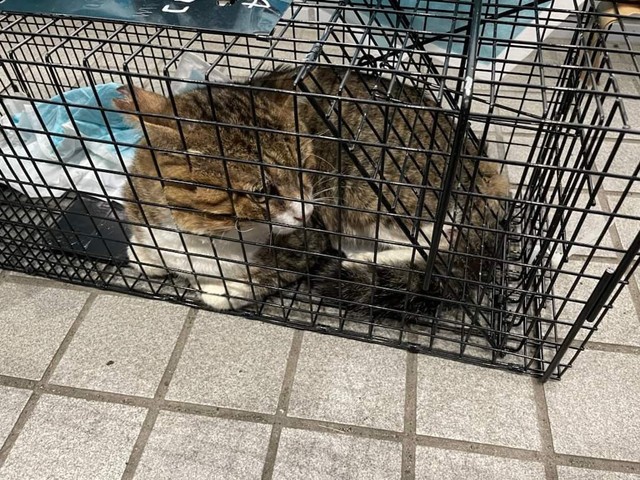 捕獲器に入った時のドラえもんくん。少し困惑しています