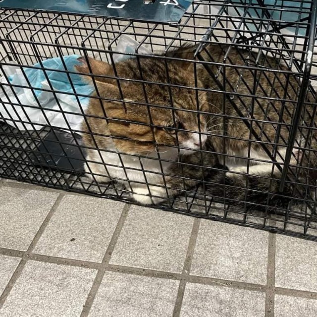 捕獲器に入った時のドラえもんくん。少し困惑しています