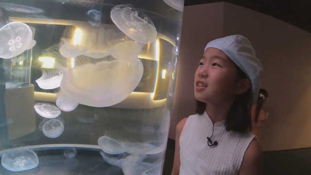 将来の夢はクラゲのイラストレーター　クラゲに魅せられた少女　香川・観音寺市【こどもミライパーク】