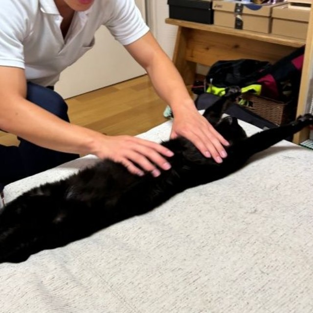 ばんざーい！ 伸びるにゃあちゃん（画像提供：【岡山】ベビー鍼灸師 ゆりさん）
