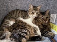 先住猫むぎちゃん（左）とレオくん