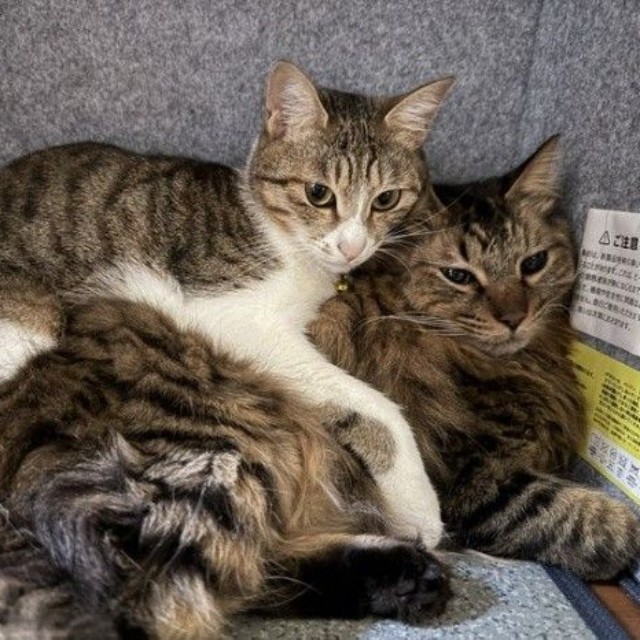 先住猫むぎちゃん（左）とレオくん