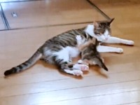 お迎え前、母猫と過ごすあめちゃん（画像提供：しまみけさん）