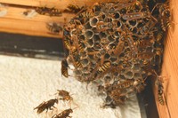 この時期、アシナガバチの巣をよく見かけますが…